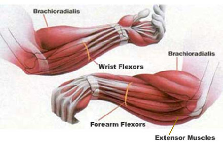 forearm exerciser